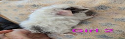 Guinea Pig rodents for sale: Guinea pigs babies & adults. Lunkarya cross breed - Advert 5