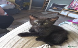 Ragdoll cats for sale: Ragdoll x tabby cat - Image 6