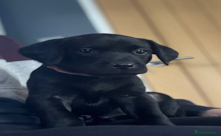 Labrador Retriever dogs - Advert 9