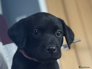 Labrador Retriever dogs - Advert 4