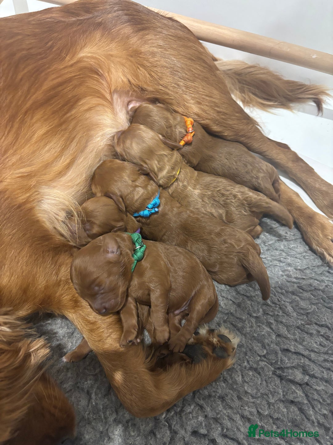 Cavapoo dogs for sale: Litter of 5 born 8/11/25; only one boy left  - Advert 7