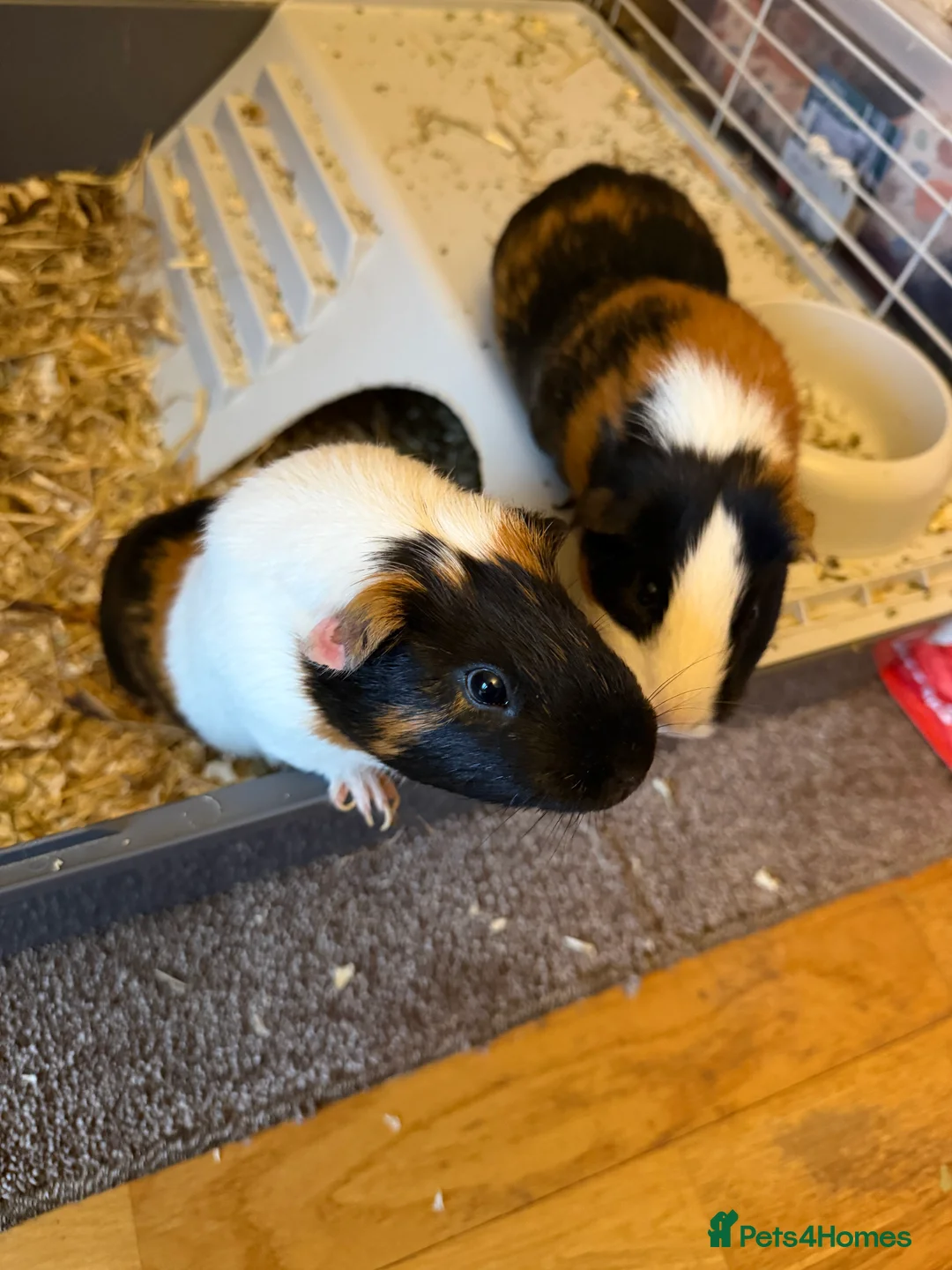Guinea Pig rodents for sale: Guinea pigs  - Advert 5