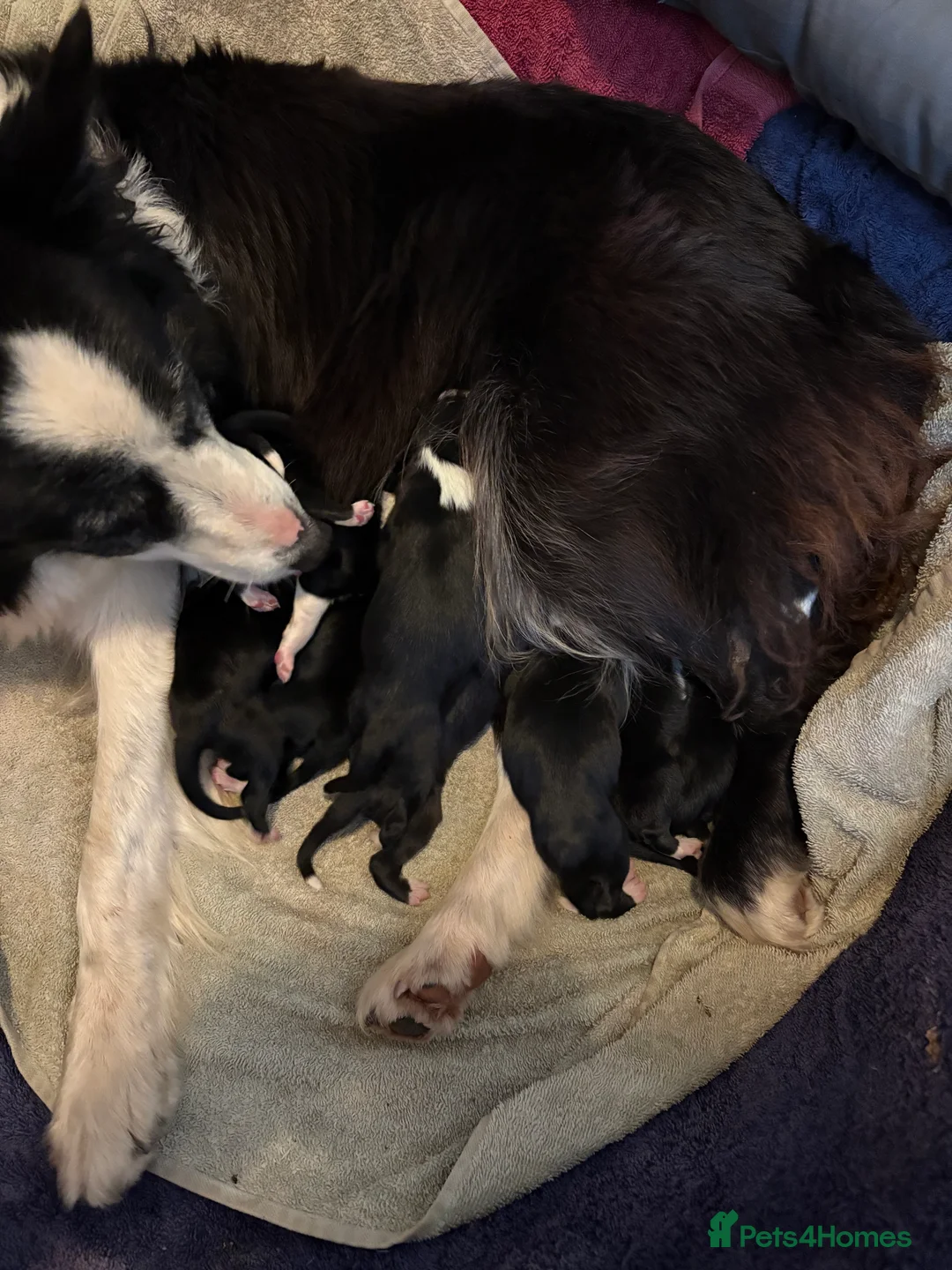 Border Collie dogs for sale: Collie pups  - Advert 11