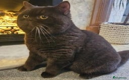 British Shorthair cats for stud:  GCCF registered STUD CHOCOLATE B blood group  in Beaconsfield - Image 1