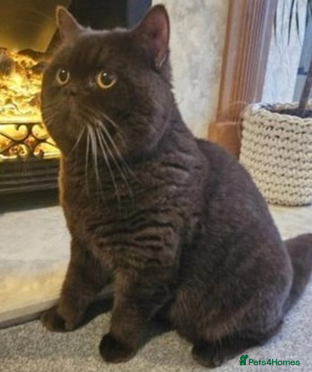 British Shorthair cats for stud:  GCCF registered STUD CHOCOLATE B blood group  in Beaconsfield - Image 1