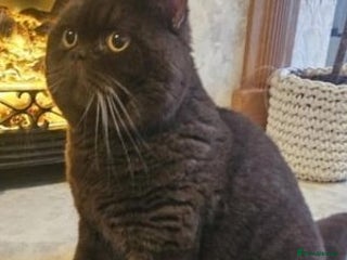 British Shorthair cats in Beaconsfield - Advert 14