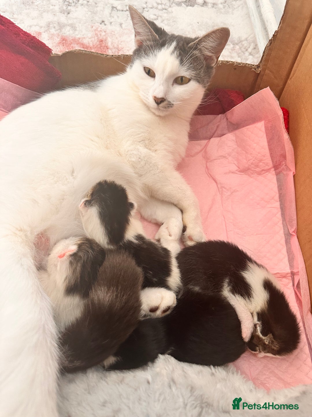 Maine Coon cats for sale: 4 kittens available  - Image 4