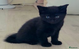 British Shorthair cats for sale: Black and tuxedo baby kittens in Bicester - Image 33