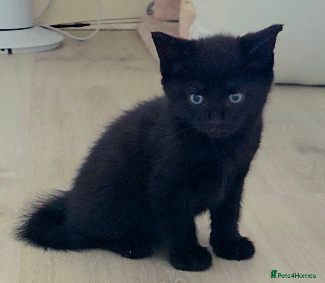 British Shorthair cats for sale: Black and tuxedo baby kittens in Bicester - Image 33