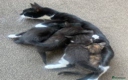 Mixed Breed cats for sale: 3 beautiful kittens for sale ready Friday 24/10 - Image 10