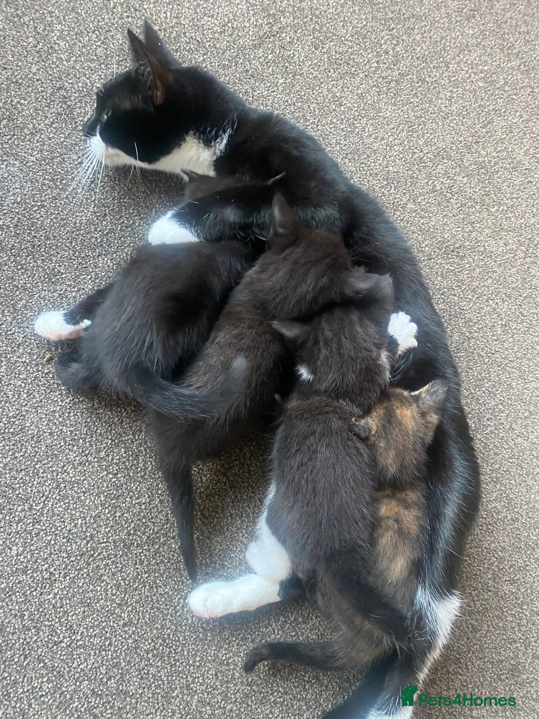 Mixed Breed cats for sale: 3 beautiful kittens for sale ready Friday 24/10 - Image 10