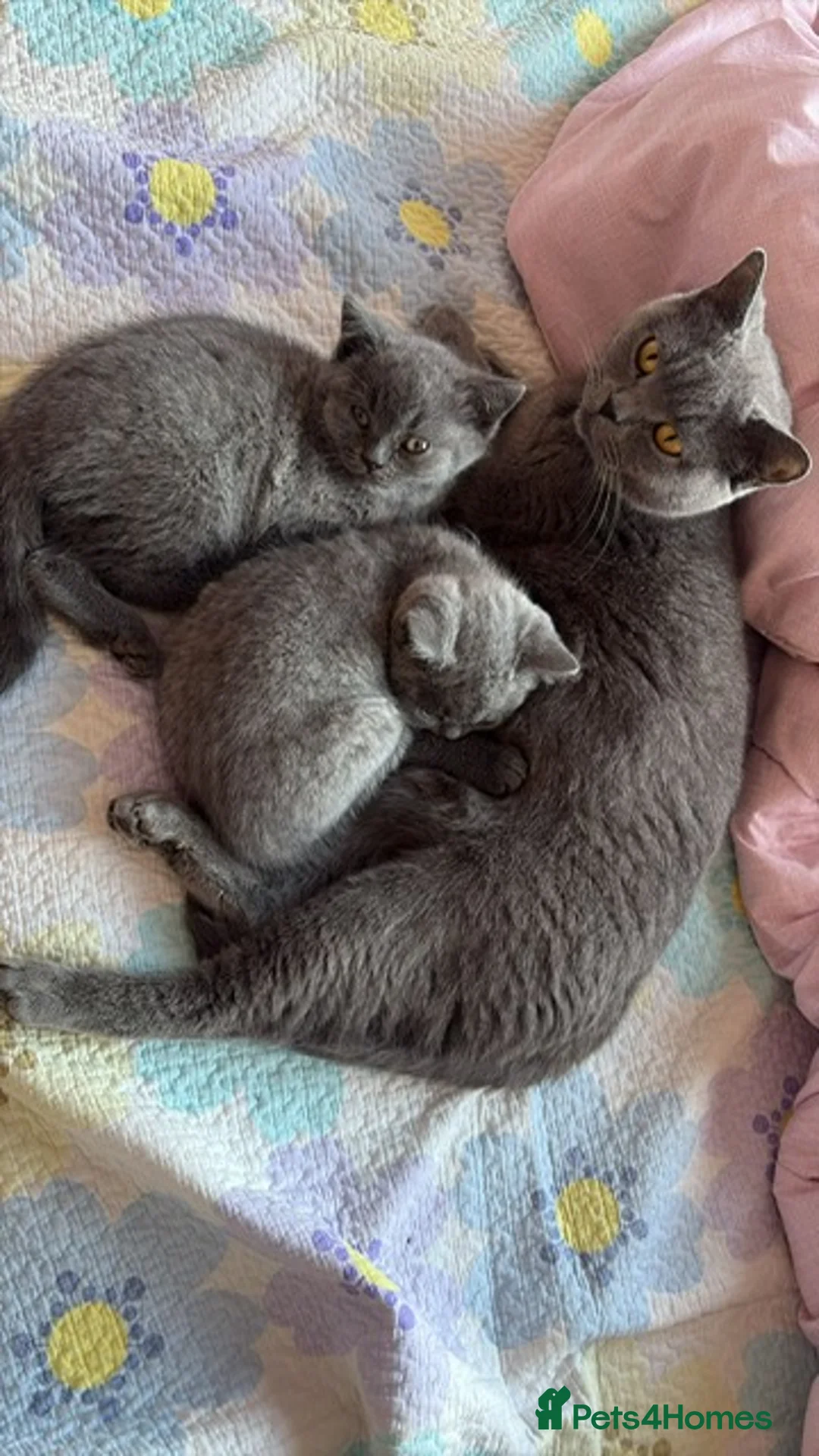 British Shorthair cats for sale: GCCF Registered Pure Breed Blue British Shorthair in New Malden - Advert 2