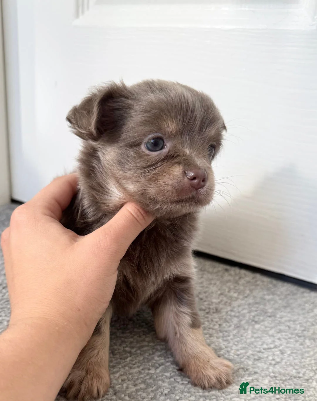 Chihuahua dogs for sale: Adorable Chihuahua Puppies – 1 Boy, 2 Girls Ready! - Advert 2