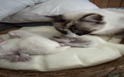 Ragdoll cats for sale: DNA tested Ragdoll Kittens - Image 4