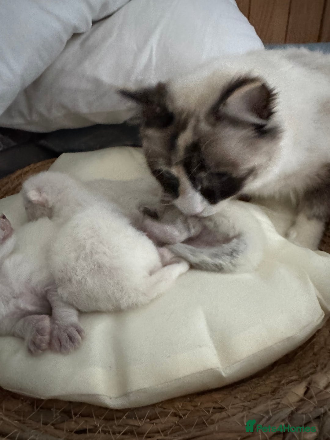 Ragdoll cats for sale: DNA tested Ragdoll Kittens - Image 4