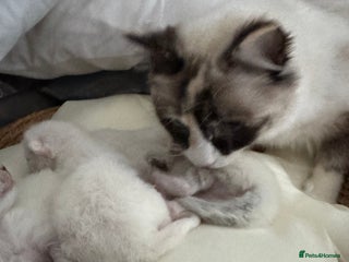 Ragdoll cats - Advert 3