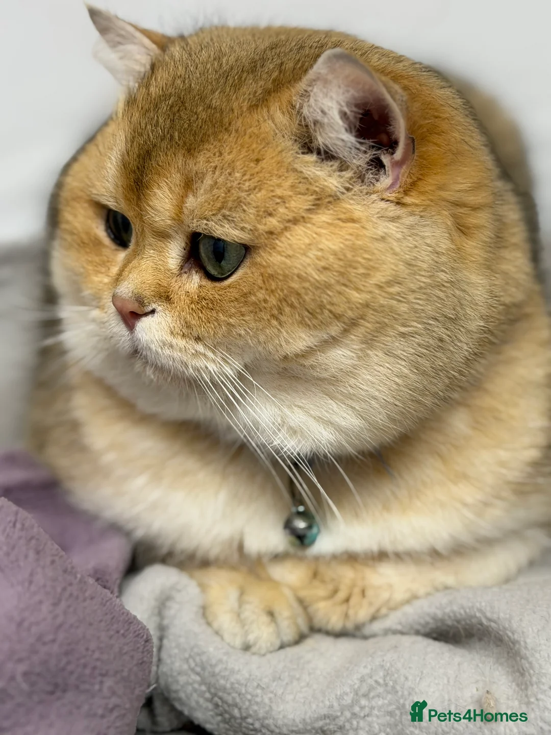 British Shorthair cats for stud: British shorthair Golden lovely stud boy GCCF - Advert 9