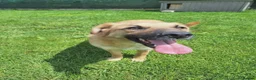 Mixed Breed dogs for adoption: Ruby for adoption!  in Brackley - Advert 4