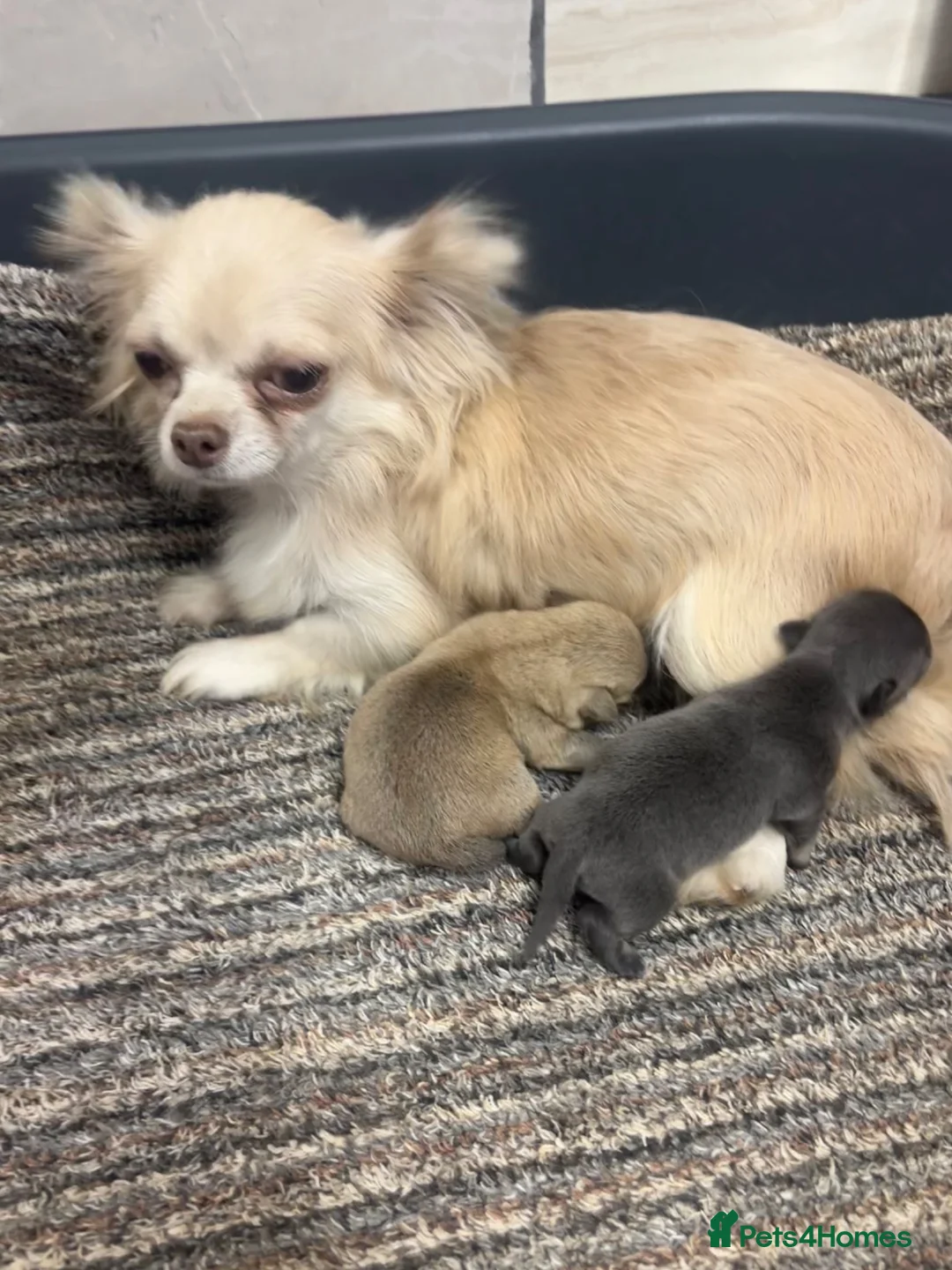 Chihuahua dogs for sale: Teacup Chihuahua puppyS - Advert 1