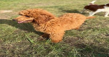 Miniature Poodle dogs in Stafford - Advert 3