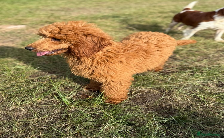 Miniature Poodle dogs in Stafford - Advert 1