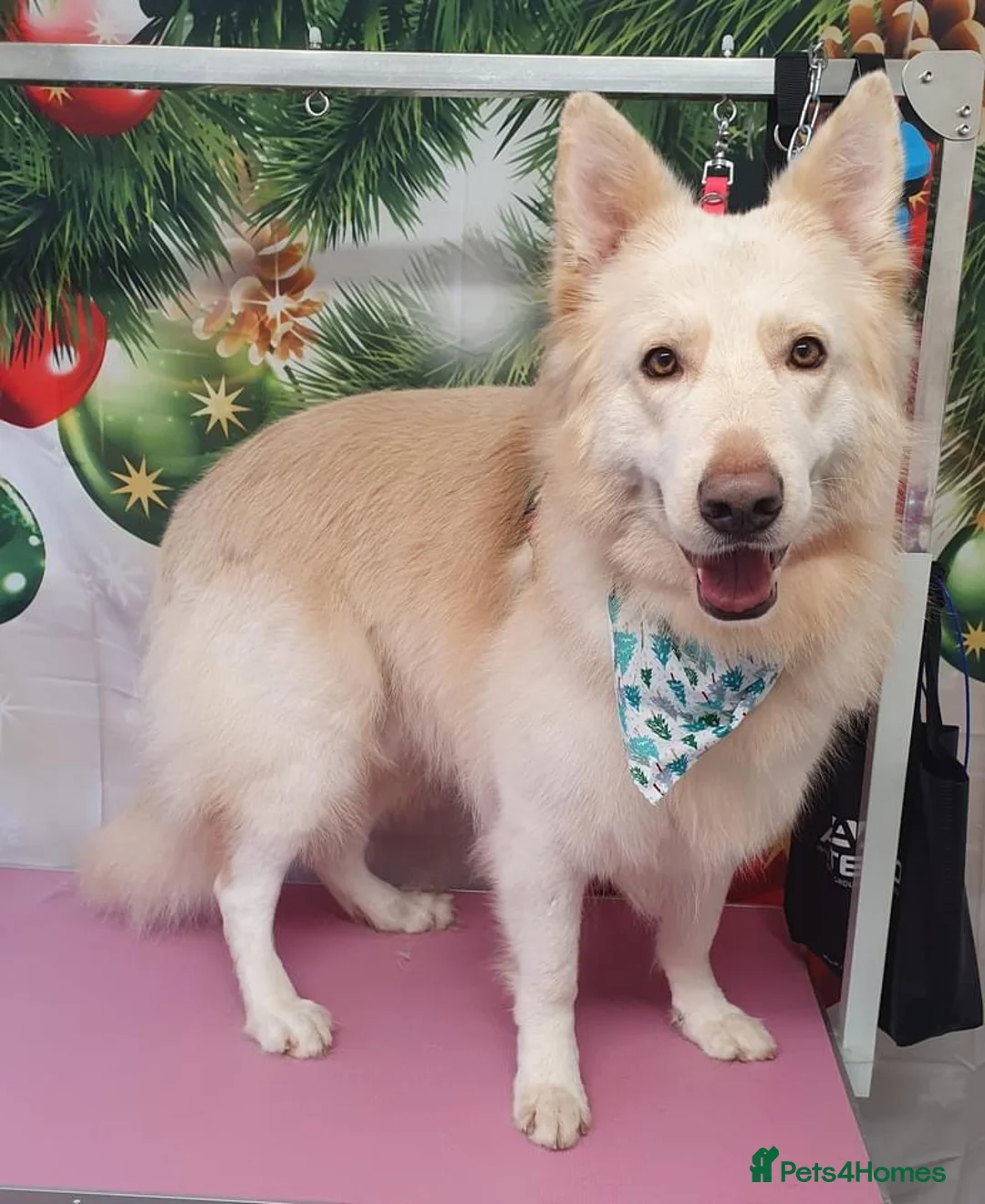German Shepherd dogs for sale: 10 month old German shepherd  - Advert 10