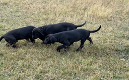 Labrador Retriever dogs for sale: 🐾Double Vaccinated🐾Black FTCH Forward Pups - Image 9