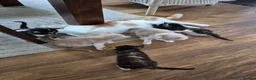 Mixed Breed cats for sale: Adorable kitens - Advert 7