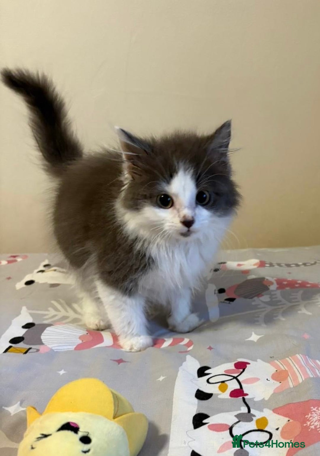 Ragdoll cats for sale: Ragdoll cross British Shorthair Kitten - Advert 12