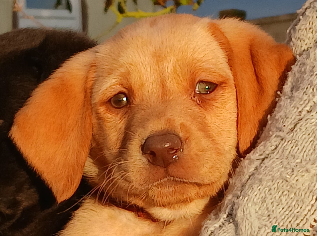 Labrador Retriever dogs for sale: Fox Red Labradors Ready now!!!! - Image 7