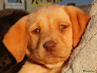 Labrador Retriever dogs - Advert 3