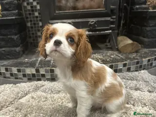 Cavalier King Charles Spaniel dogs ** DNA CLEAR 🧬 KC REGISTERED CAVALIER PUPPIES ** - Advert 3