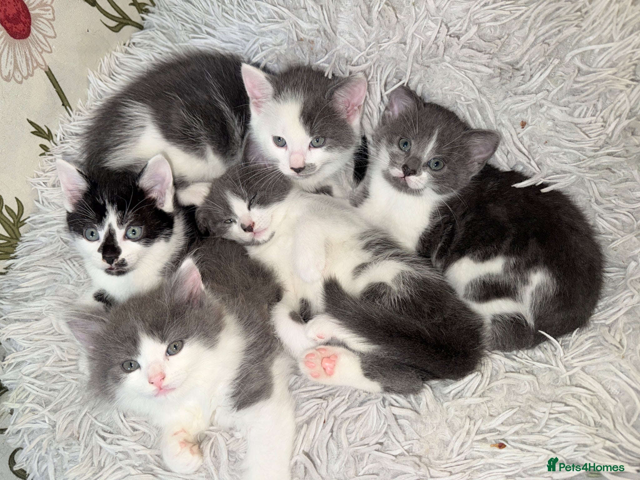 Mixed Breed cats 5 Beautiful Kittens for Sale mix of LONG - Advert 10