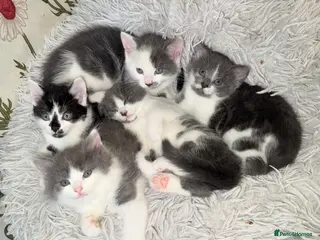 Mixed Breed cats 5 Beautiful Kittens for Sale mix of LONG - Advert 1