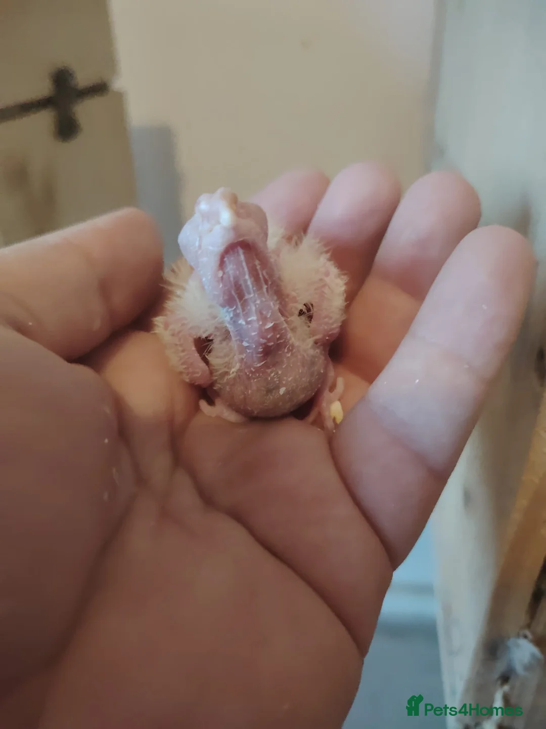 Cockatiels birds for sale: baby cockatiels - Advert 12