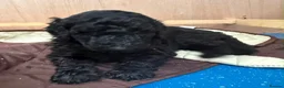 Standard Poodle dogs for sale: Afterglow standard poodles! in Cardiff - Advert 5