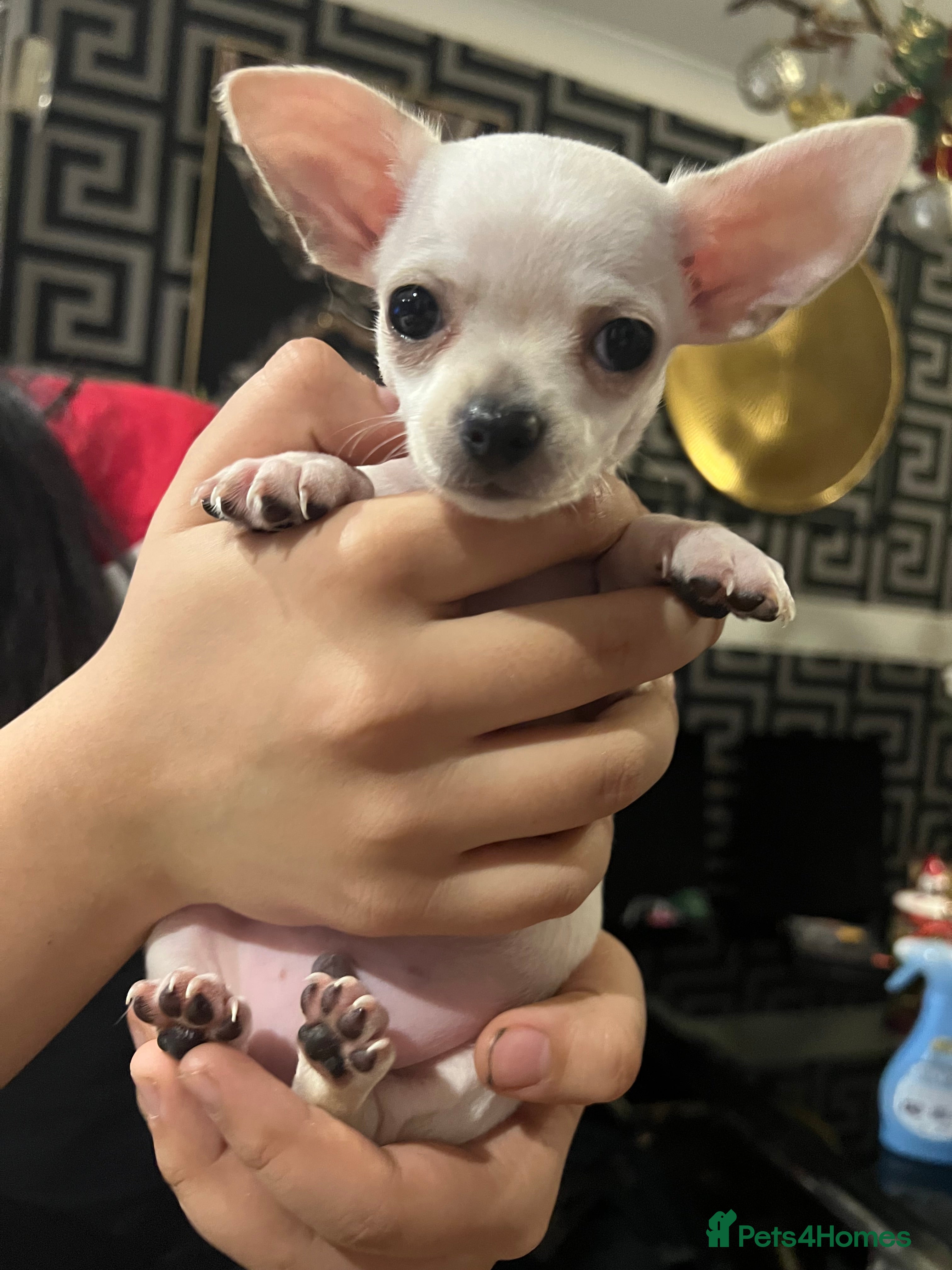 Chihuahua dogs Beautiful short hair chihuahua  - Advert 6