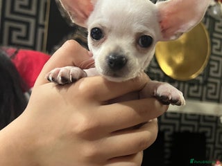 Chihuahua dogs Beautiful short hair chihuahua - Advert 3