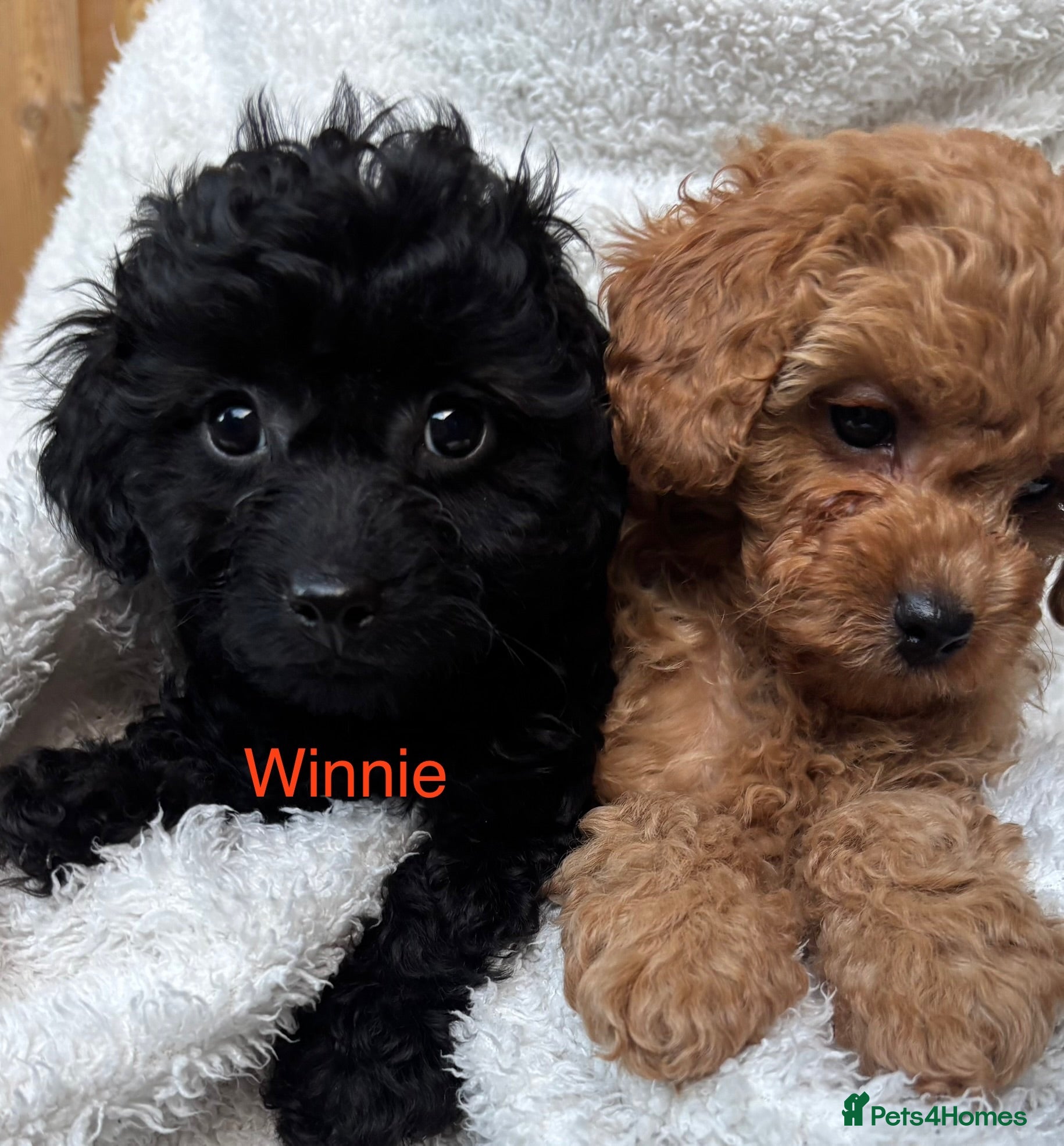 Cavapoo dogs ⭐️5 CAVAPOO’S Ready Now in CHESHIRE⭐️ - Advert 2