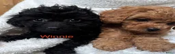 Cavapoo dogs for sale: ⭐️6 CAVAPOO’S Ready Now in CHESHIRE⭐️ - Advert 8