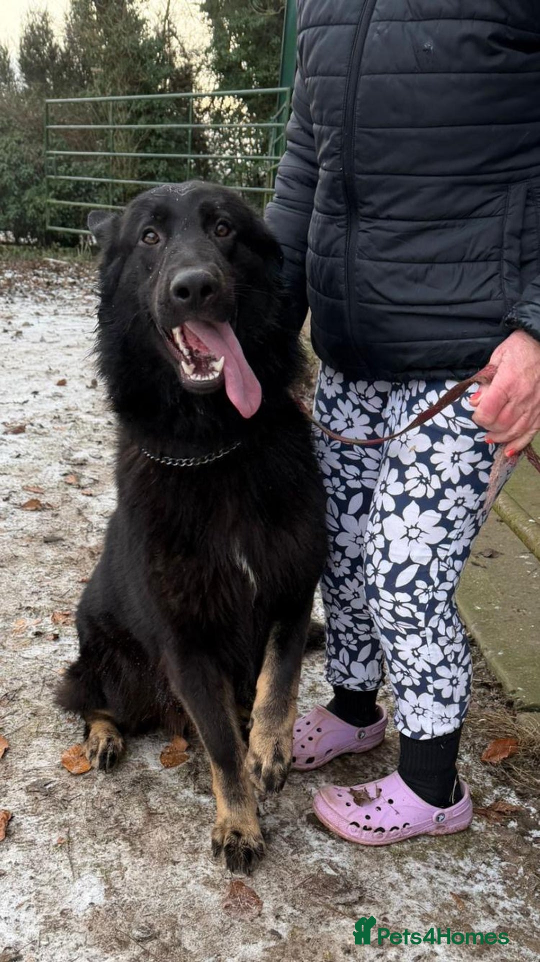 German Shepherd dogs for sale: 2 gorgeous German shepherd brothers  - Advert 18