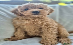 Cavapoochon dogs for sale: F1b MOYEN MERLE CAVAPOOCHON PUPS - Image 18