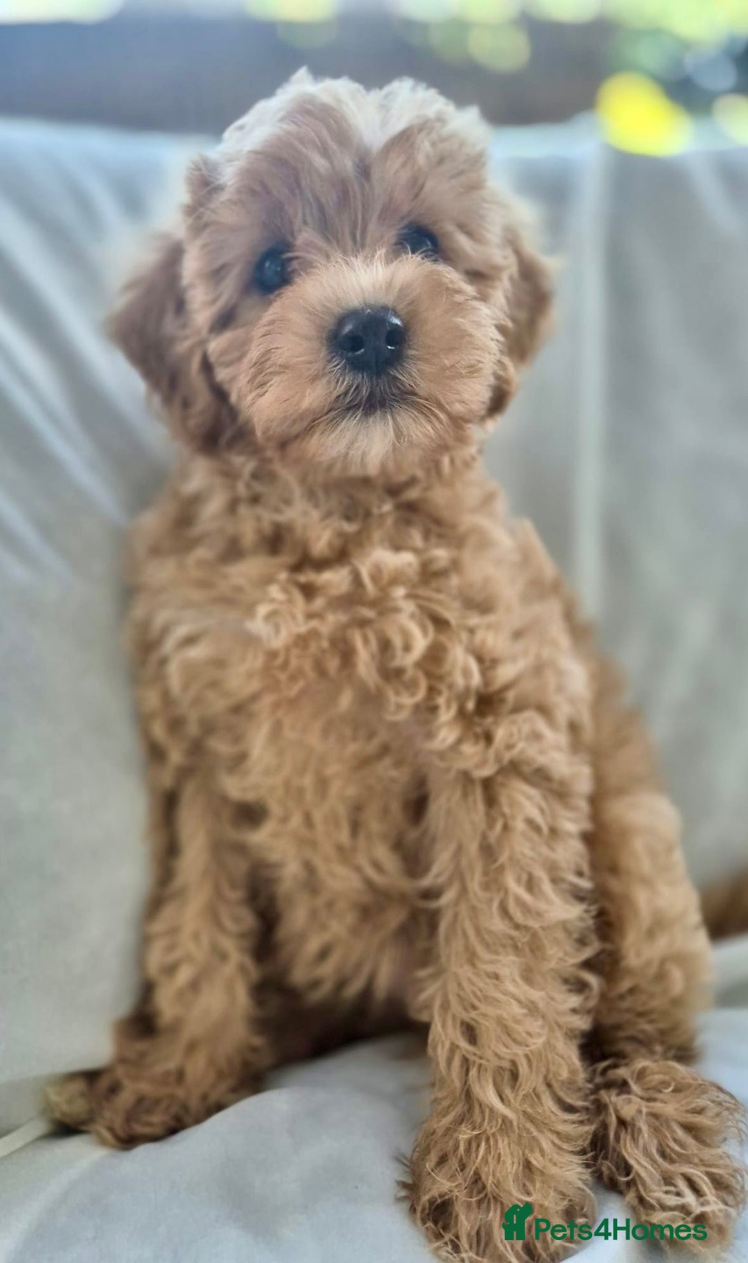 Cavapoochon dogs for sale: F1b MOYEN MERLE CAVAPOOCHON PUPS - Image 18