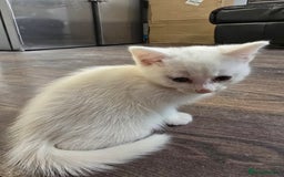 Mixed Breed cats for sale: Mixed breed Turkish Angora fluffy kittens - Image 14