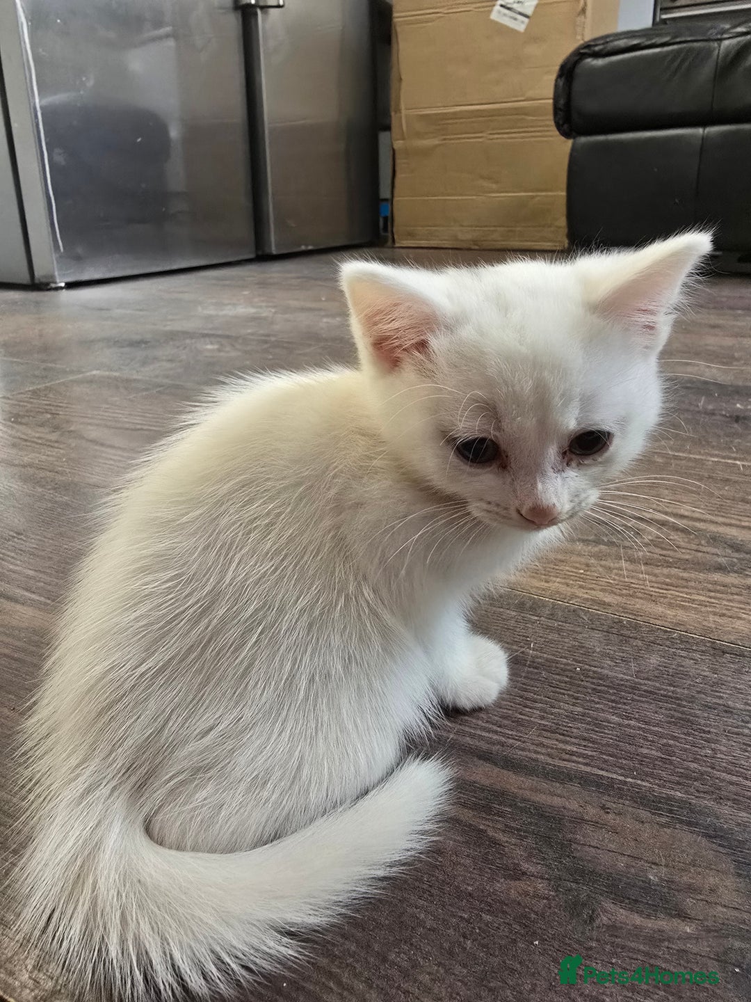 Mixed Breed cats for sale: Mixed breed Turkish Angora fluffy kittens - Image 14