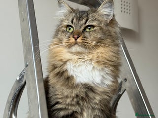 British Longhair cats - Advert 4