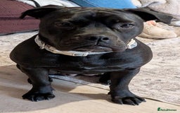 Mixed Breed dogs for sale: Adorable English Bulldog x Labrador – 1 Year Old - Image 1