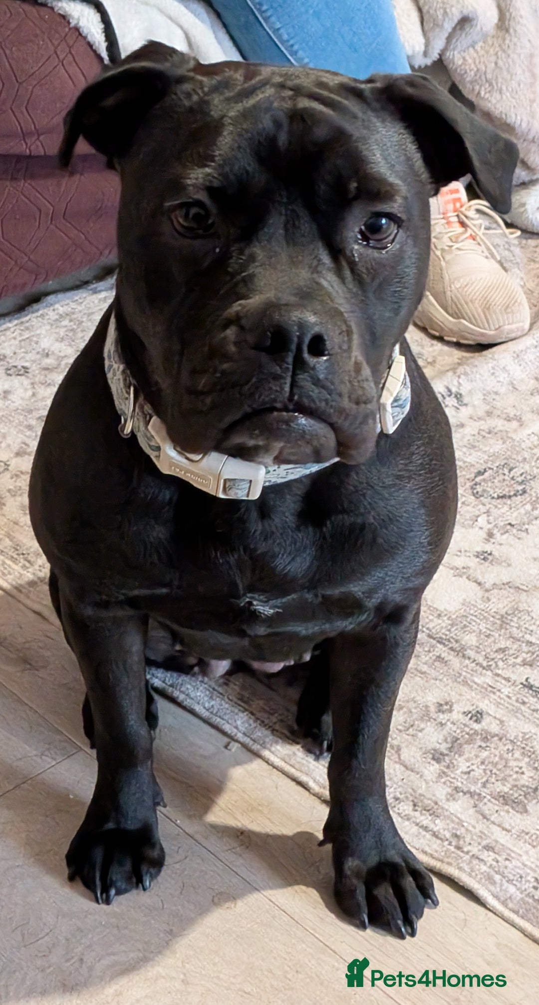 Mixed Breed dogs for sale: Adorable English Bulldog x Labrador – 1 Year Old - Image 1