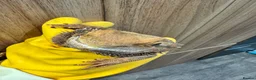 Bearded Dragon reptiles for sale: https://gofund.me/a7b816115 - Advert 11