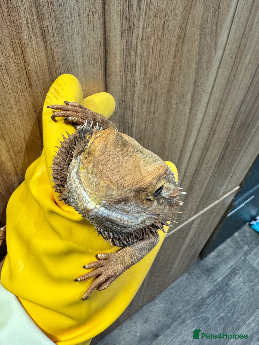 Bearded Dragon reptiles for sale: https://gofund.me/a7b816115 - Advert 11